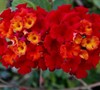 American Red Bush Lantana
