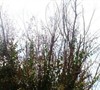 Picture about How To Prune An Unpruned Crape Myrtle