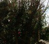 Picture about How To Prune An Unpruned Crape Myrtle