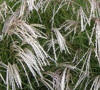 Yakushima Maiden Grass Picture