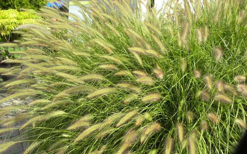 Cassian Fountain Grass Picture