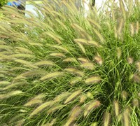 Cassian Fountain Grass Picture