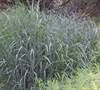 Heavy Metal Grass