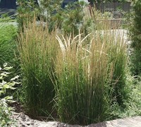 Overdam Feather Reed Grass Picture