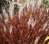 Miscanthus Flame Grass Picture