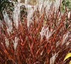 Miscanthus Flame Grass