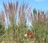 Ravenna Hardy Pampas Grass