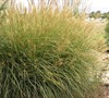 Yaku Jima Dwarf Maiden Grass