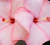 Amour Hibiscus