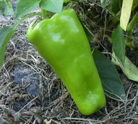 Giant Marconi Pepper Picture