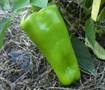 Picture of Giant Marconi Pepper