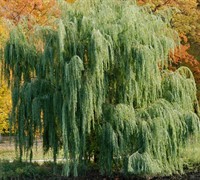 Weeping Willow Picture