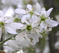 Common Serviceberry Picture