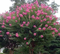 Miami Crape Myrtle - Trees