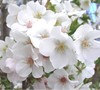 Snow Goose Flowering Cherry