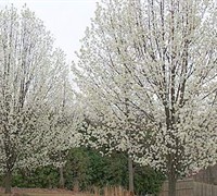 Cleveland Pear Picture