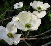 Common White Dogwood Picture