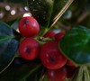 Dwarf Burford Holly