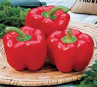 Red Bell Pepper Picture