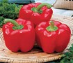Red Bell Pepper