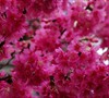 Taiwan Flowering Cherry