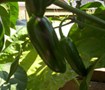 Mucho Nacho Pepper