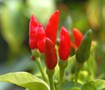 Picture of Thai Hot Pepper