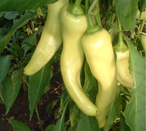 Picture of Hot Banana Pepper