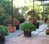 Japanese Maple Garden