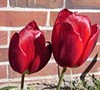 Red Hybrid Tulip