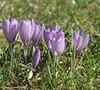 Crocus
