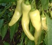 Picture of Hot Banana Pepper