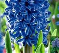 Hyacinthus Orientalis Picture