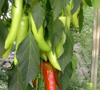 Sweet Banana Pepper Picture