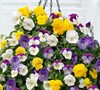 Mix Cool Wave Pansy