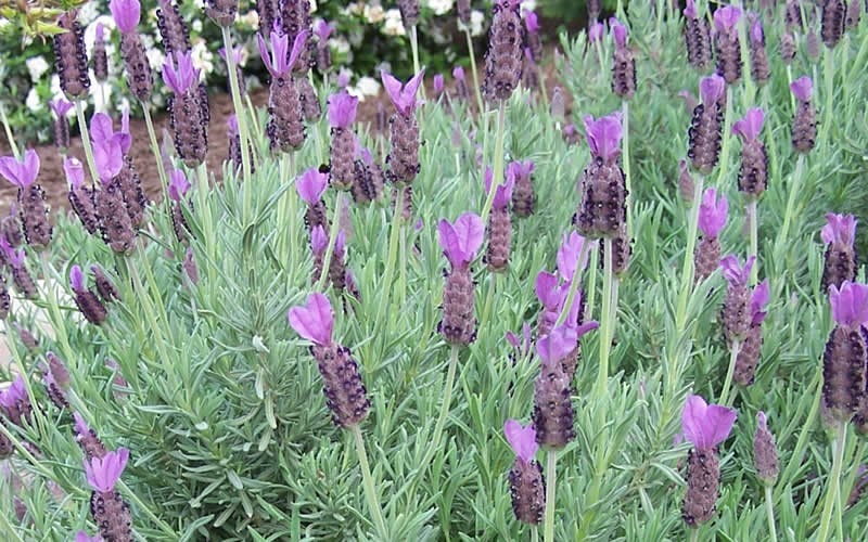 French Lavender Picture