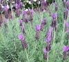 French Lavender Picture