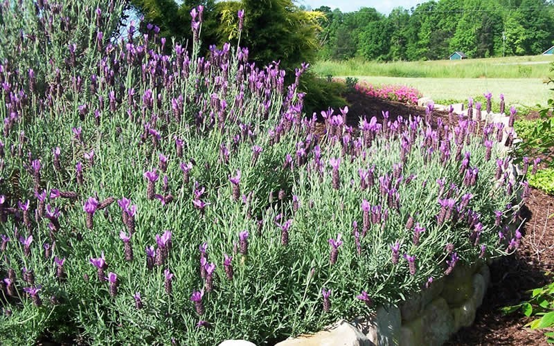 French Lavender Picture