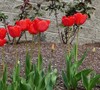 Red Hybrid Tulip