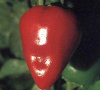 Pimento Pepper Picture
