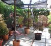 Japanese Maple Container Garden
