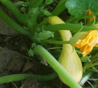 Yellow Crookneck Squash Picture