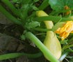 Picture of Yellow Crookneck Squash