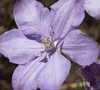 Clematis  'Mrs. Cholmondeley'