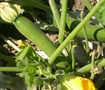 Picture of Zucchini Squash