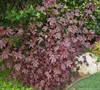 Red Leaf Hibiscus, False Roselle, African Rose Mallow