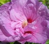 Lavender Chiffon Hibiscus