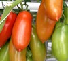 San Marzano Tomato Picture