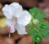 Biokovo Cranesbill Geranium