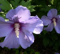 Blue Bird Rose Of Sharon Picture